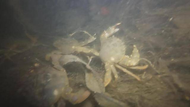 青岛一海域螃蟹扎堆 有人三小时捞回上百斤