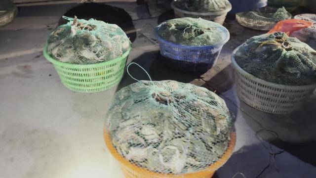 青岛一海域螃蟹扎堆 有人三小时捞回上百斤