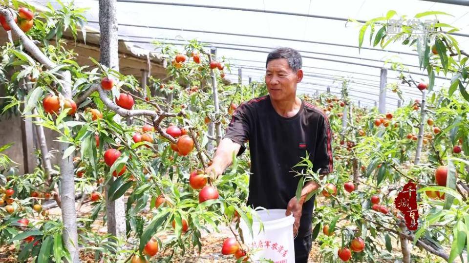 山东沂南：大棚油桃抢鲜上市