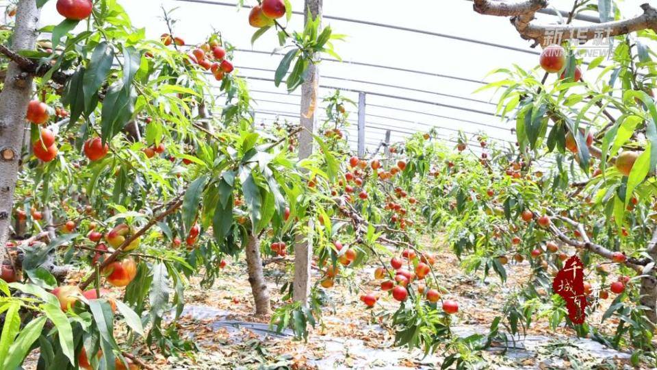 山东沂南：大棚油桃抢鲜上市