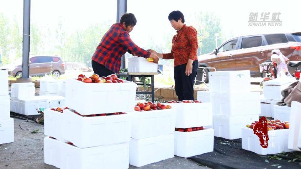 山东沂南：大棚油桃抢鲜上市